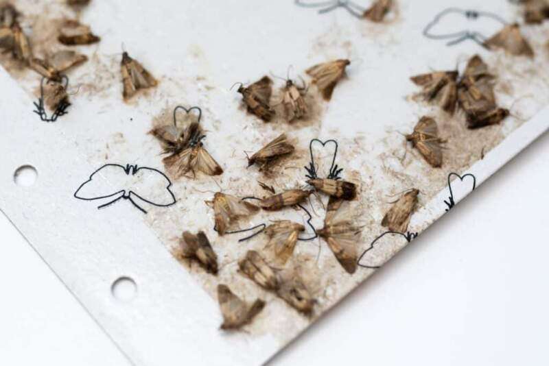 3 Things Pantry Moths Hate-Fastest Way To Get Rid Of Pantry Moths