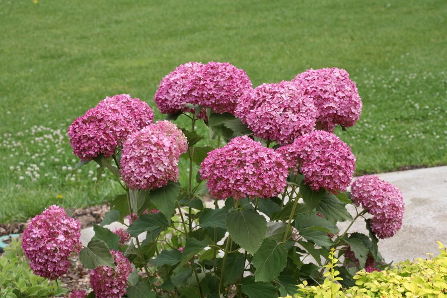 hydrangeas bloom on old and new wood