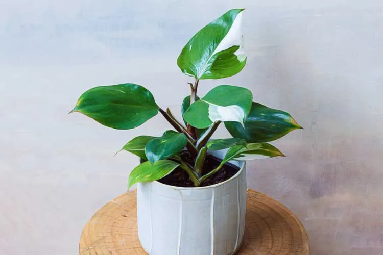 how to grow and take care White Knight Philodendron!