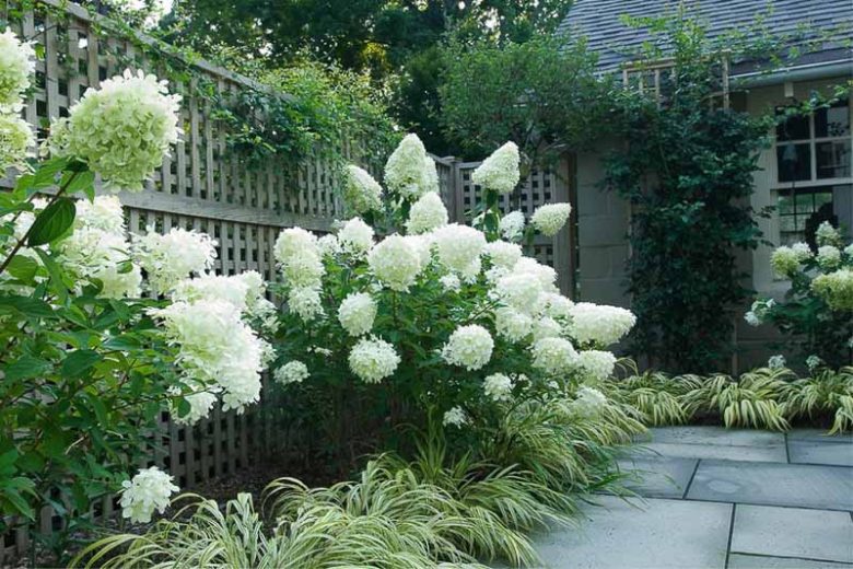 best hydrangea for front of house