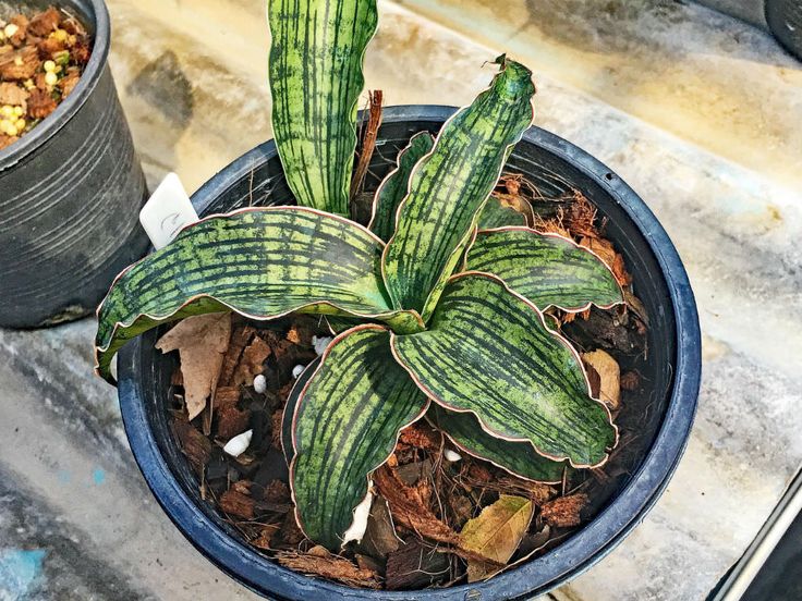Cylindrical Snake Plant Varieties and How To Care