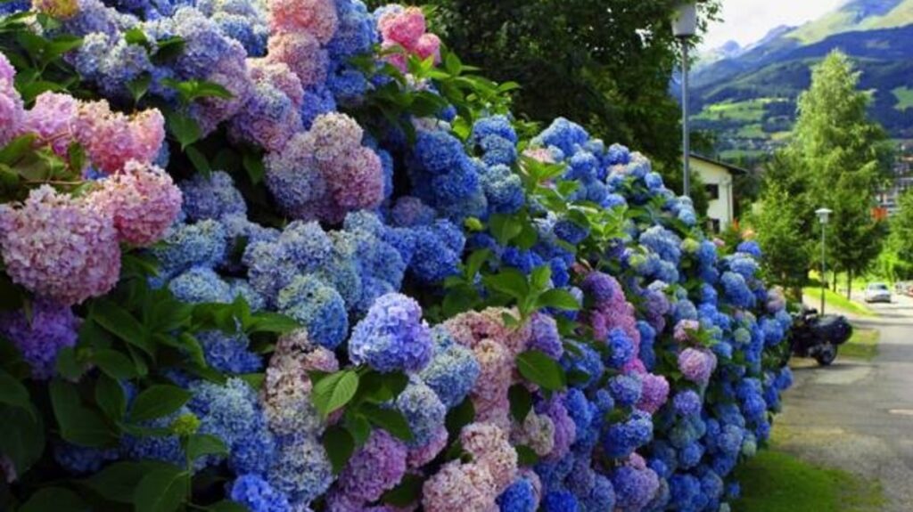 best hydrangea for front of house