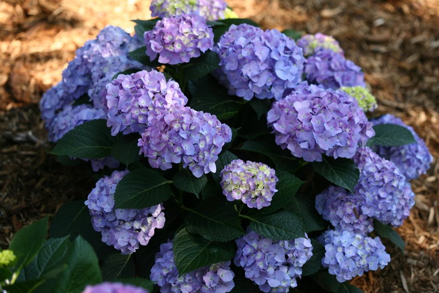 hydrangeas bloom on old and new wood