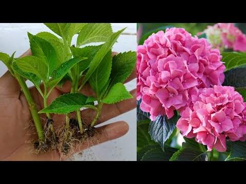 incrediball hydrangeas-how to prune propagate