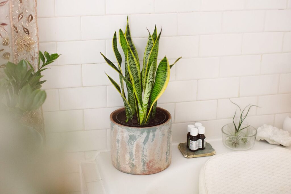placement of snake plant in home 